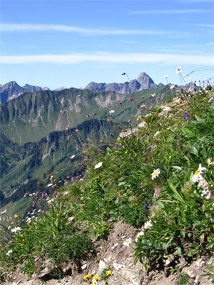 Die Braunarlspitze